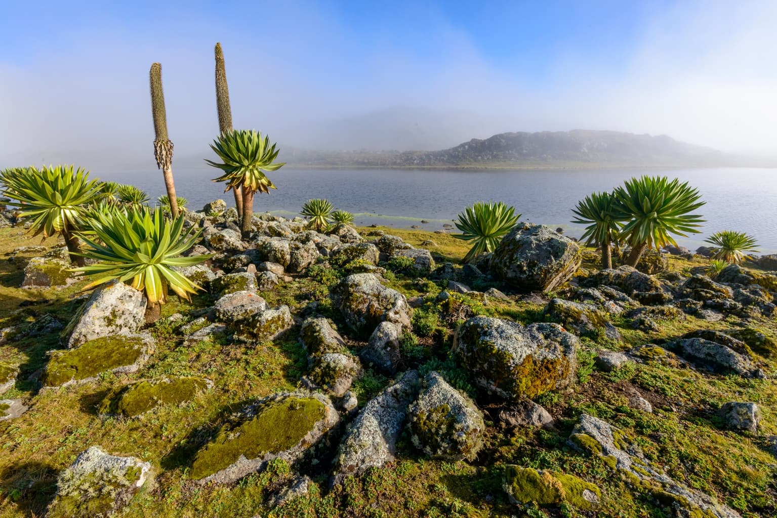Afro-Alpine Plateau Lakes