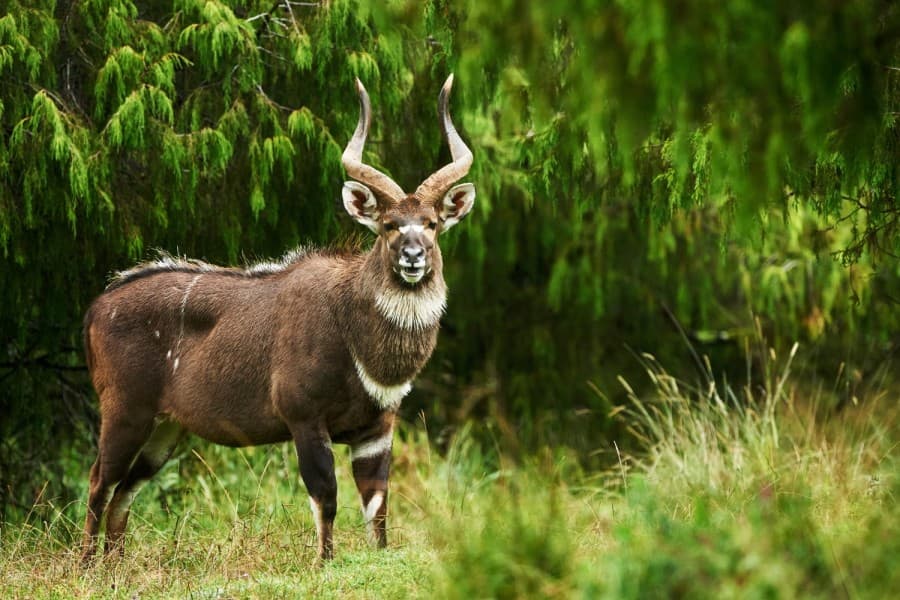 Wildlife Safaris in Dinsho