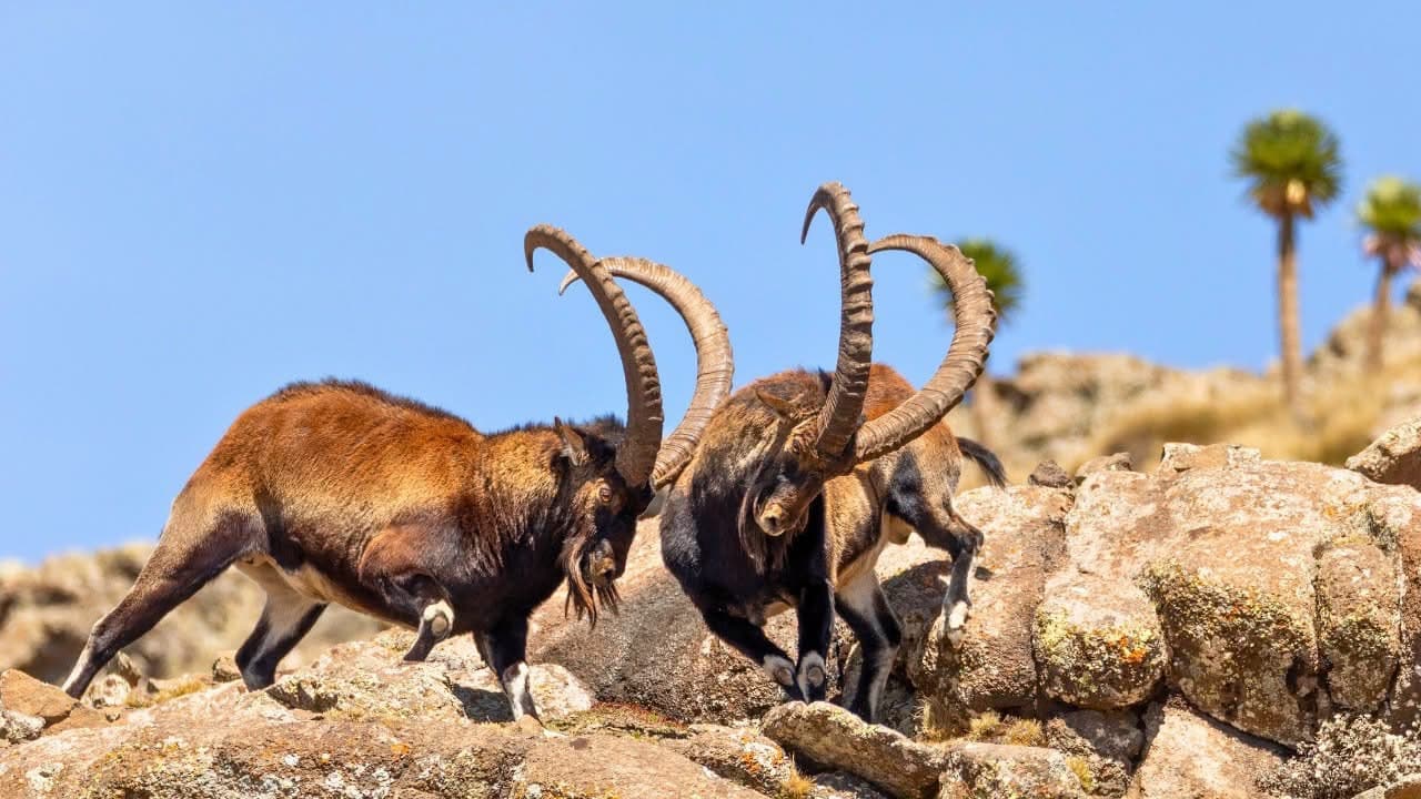 Simien Mountains Walia Ibex clashing horns on rugged cliffs