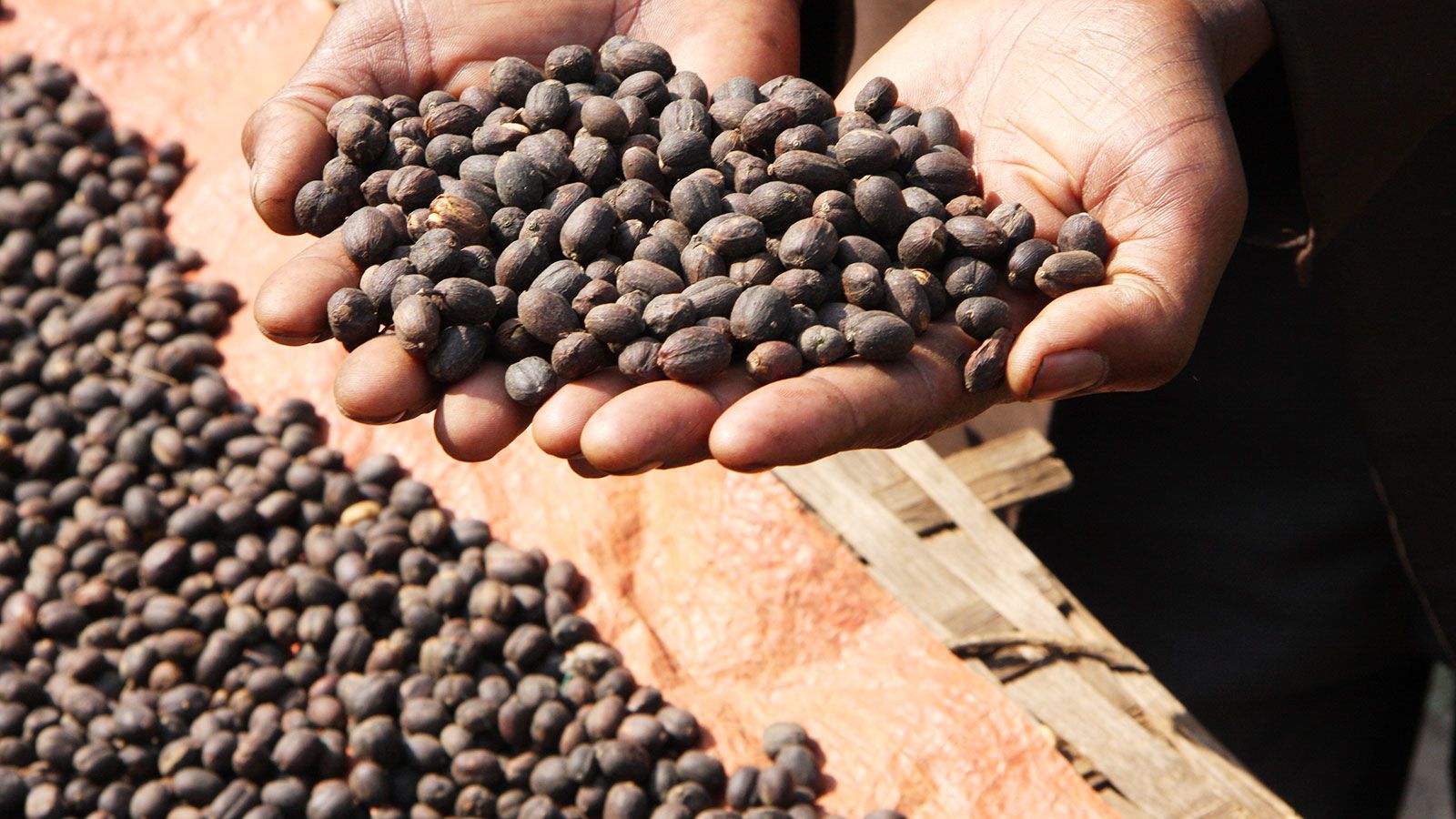 The Ethiopian Coffee Ceremony, Guide by Guide