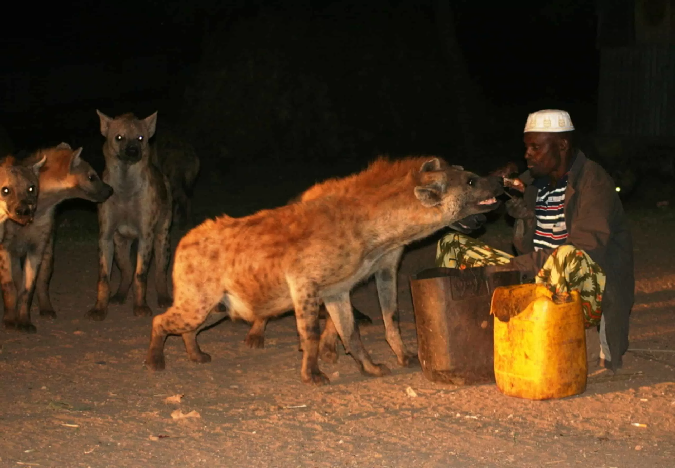 Hyena Feeding Tradition of Walled Harar