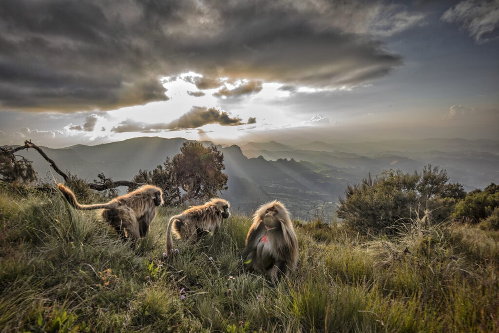Simien Mountain Escarpments & Pinnacles
