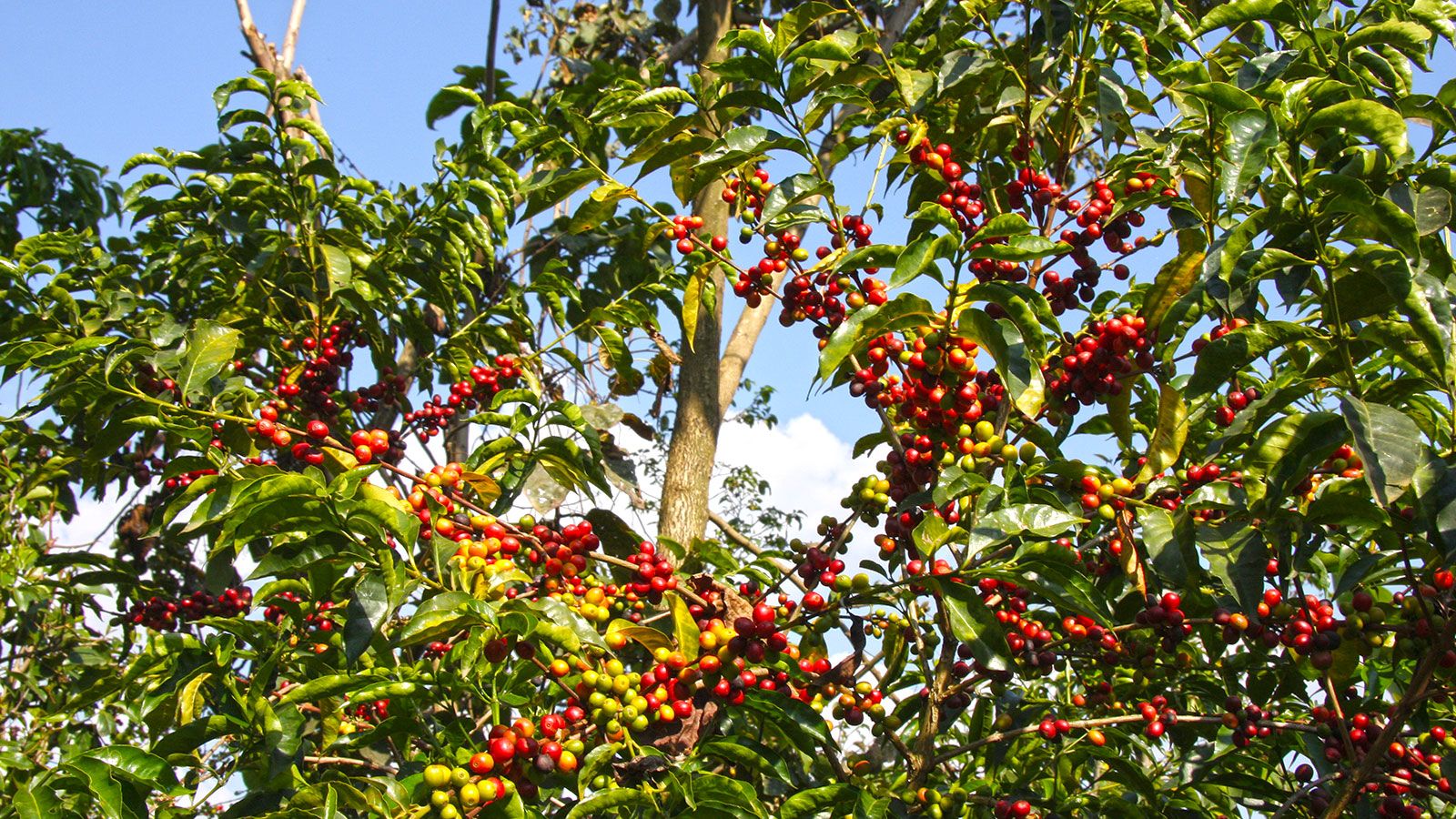 Coffee Tour (long trip)