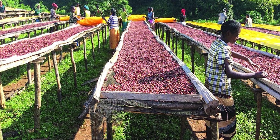 Coffee Tour (short trip)