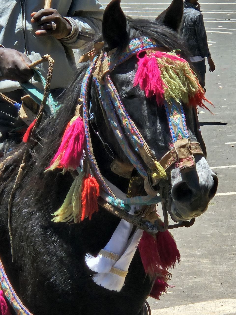 Mule, founder and lead guide