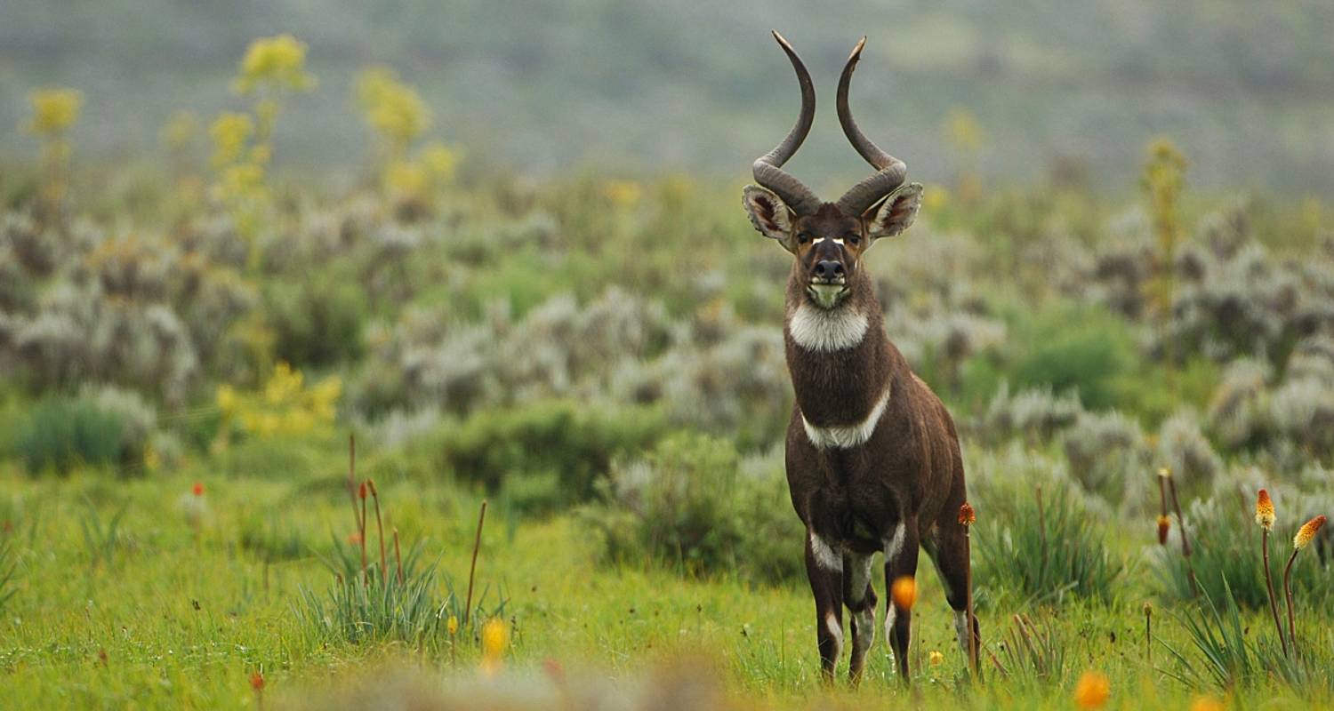Bale Mountains, Oromia, Southeast, Wolf tracking