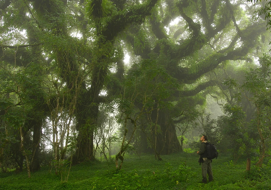 Sanetti Plateau & Afro-Alpine Wilds