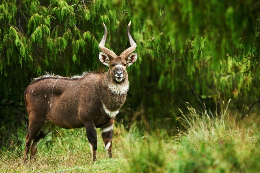 Wild highlands of the south-east