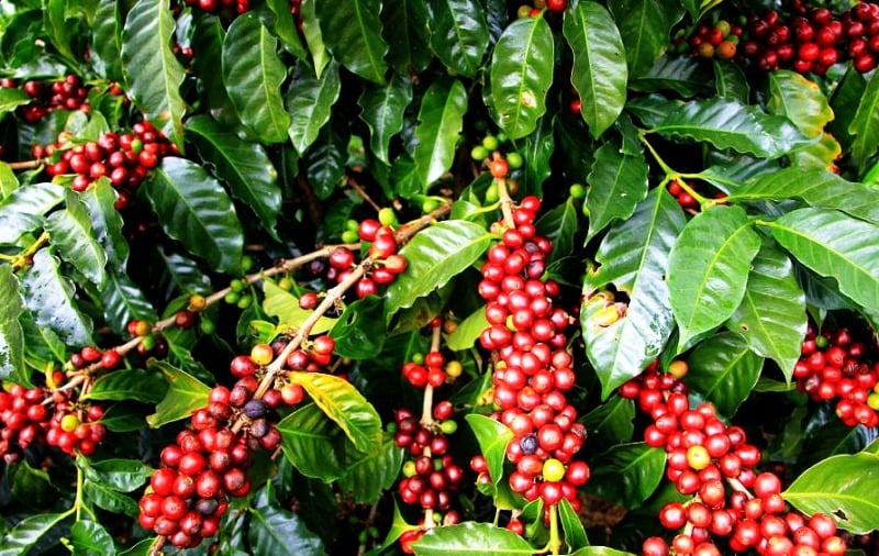 Under the coffee canopy