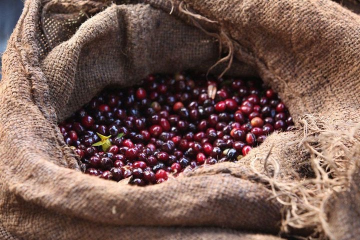 Green gold of Kaffa